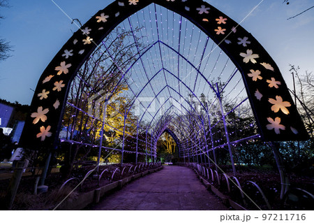 あしかがフラワーパークのイルミネーション 光の花の庭 栃木県足利市 あしかがフラワーパークのイルミネーション 光の花の庭 栃木県足利市 97211716