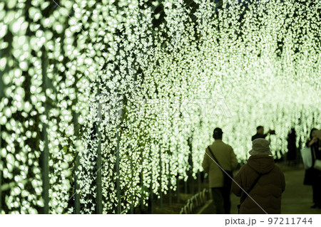 あしかがフラワーパークのイルミネーション 光の花の庭 栃木県足利市 あしかがフラワーパークのイルミネーション 光の花の庭 栃木県足利市 97211744