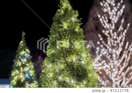 あしかがフラワーパークのイルミネーション 光の花の庭 栃木県足利市 あしかがフラワーパークのイルミネーション 光の花の庭 栃木県足利市 97211776