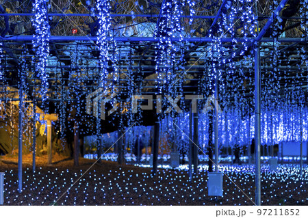 あしかがフラワーパークのイルミネーション　光の花の庭　栃木県足利市 97211852