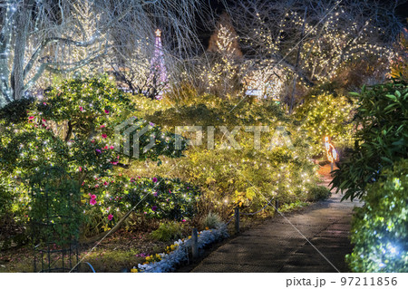 あしかがフラワーパークのイルミネーション　光の花の庭　栃木県足利市 97211856