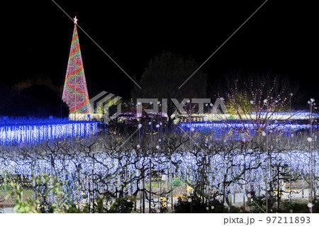 あしかがフラワーパークのイルミネーション　光の花の庭　栃木県足利市 97211893