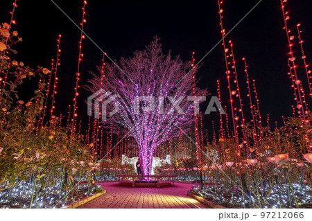 あしかがフラワーパークのイルミネーション　光の花の庭　栃木県足利市 97212066