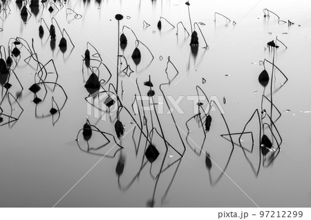 Winter Lotus 97212299