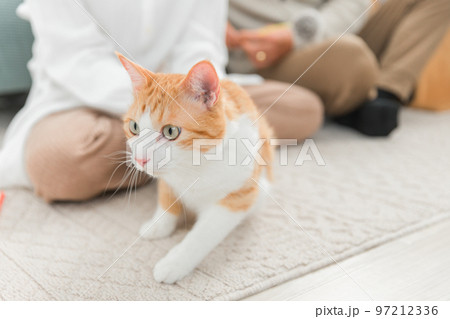 ペットの猫を撫でるカップル・夫婦(飼い主) ペットの猫を撫でるカップル・夫婦(飼い主) 97212336