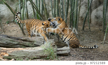兄を叱るアムールトラの弟 97212389