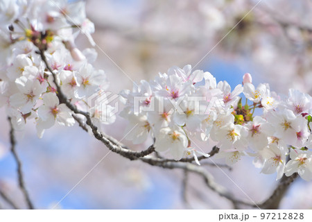 日本の春 さくら満開 97212828