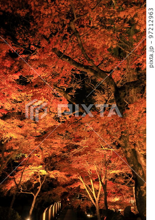 永源寺参道のモミジトンネルのライトアップ 97212963