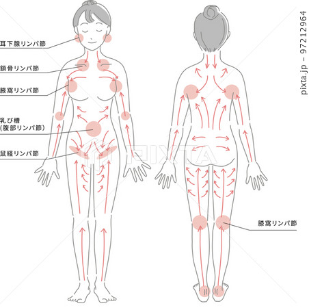 全身のリンパ節の部位とリンパの流れをわかりやすくイメージしたイラスト 97212964