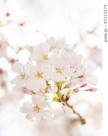 満開の桜のクローズアップ 満開の桜のクローズアップ 97213374