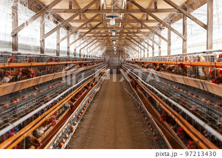 養鶏場と鶏 97213430