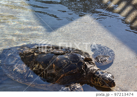 アオウミガメ　江ノ島水族館 97213474