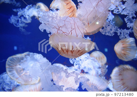江ノ島水族館のクラゲ 江ノ島水族館のクラゲ 97213480