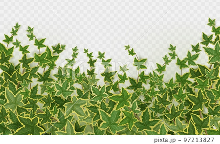 Realistic ivy background png on transparent 97213827