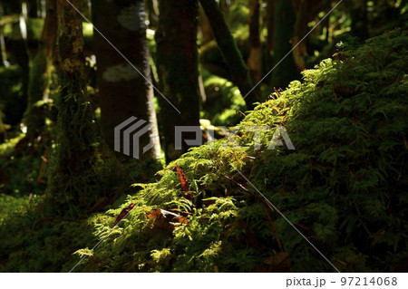 白駒の池周辺の苔の森 97214068