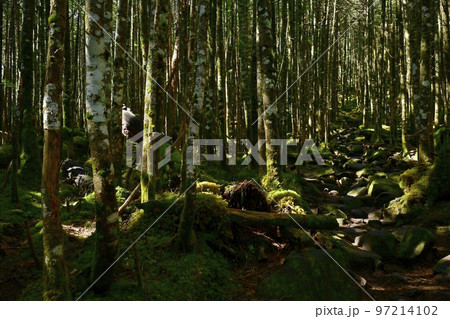 白駒の池周辺の苔の森に登山道 97214102
