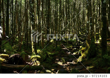白駒の池周辺の苔の森に登山道 97214103