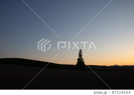 夕暮れの空と松の木 97214554