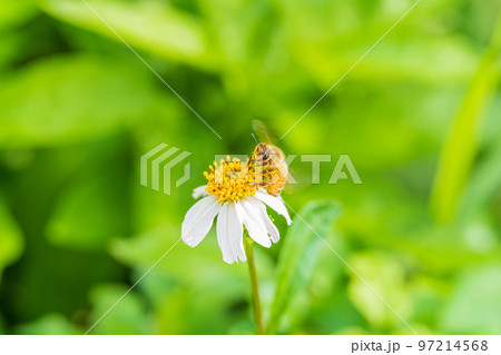 花の蜜を吸うミツバチ1 97214568