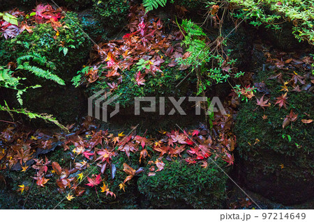 紅葉ーひずめの滝 紅葉ーひずめの滝 97214649