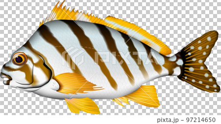 タカノハダイ イラスト ベクター タカノハダイ イラスト ベクター 97214650