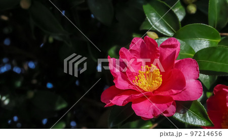 サザンカの花 サザンカの花 97214656