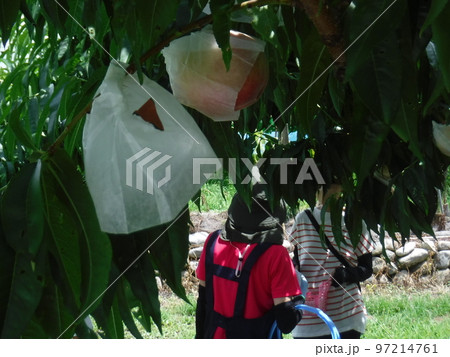 桃狩り　～peach picking 97214761