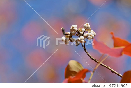 ナンキンハゼ 紅葉 ナンキンハゼ 紅葉 97214902