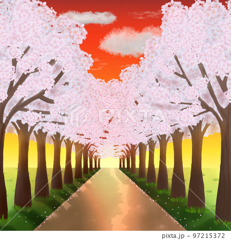 満開の桜並木と小道の水彩イラスト 夕焼けのイラスト素材 [97215372