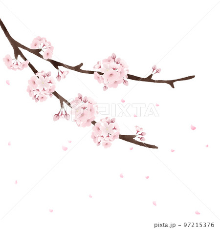 桜の花と舞い散る花びら　リアルな水彩イラスト 97215376