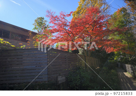 紅葉するお鷹の道 紅葉するお鷹の道 97215833