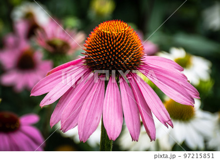 Beautiful blooming flower Echinacea purpurea flower close up Beautiful blooming flower Echinacea purpurea flower close up 97215851