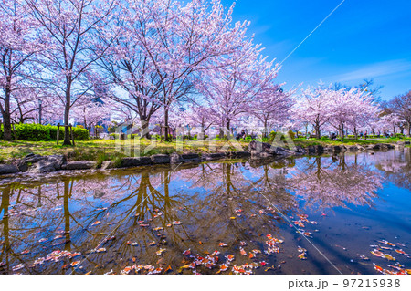 毛馬桜之宮公園の桜 97215938