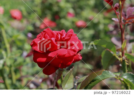 荒尾市 おもやい市民花壇 バラの花、 荒尾市 おもやい市民花壇 バラの花、 97216022