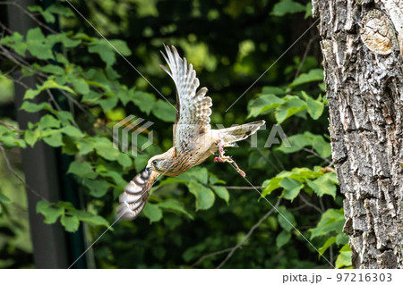 Common kestrel, Falco tinnunculus is a bird of prey species belonging to the falcon family Falconidae. Common kestrel, Falco tinnunculus is a bird of prey species belonging to the falcon family Falconidae. 97216303