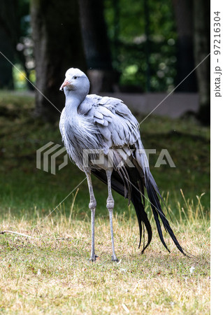 The Blue Crane, Grus paradisea, is an endangered bird The Blue Crane, Grus paradisea, is an endangered bird 97216304