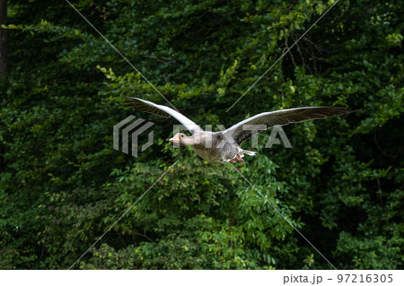 The flying greylag goose, Anser anser is a species of large goose 97216305