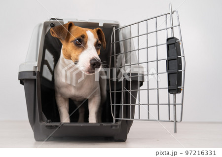 Jack Russell Terrier dog inside a travel box with open door. Jack Russell Terrier dog inside a travel box with open door. 97216331