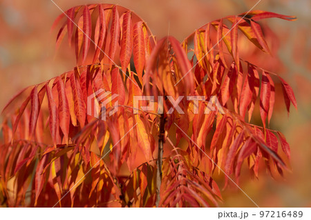 紅葉したアメリカハナミズキの葉 97216489