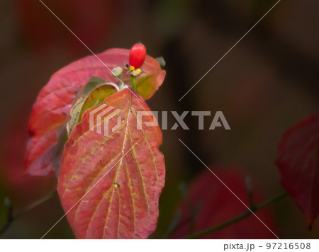 紅葉したアメリカハナミズキの葉 97216508