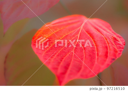 紅葉したアメリカハナミズキの葉 97216510