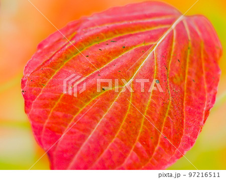 紅葉したアメリカハナミズキの葉 紅葉したアメリカハナミズキの葉 97216511