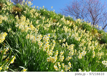青空を背景にした斜面に咲く水仙の花畑 Ver1 青空を背景にした斜面に咲く水仙の花畑 Ver1 97216610