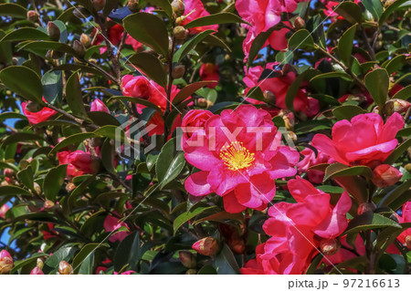 サザンカの花 サザンカの花 97216613