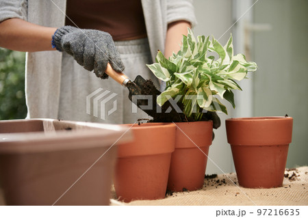 Cropped image of woman reporting plant and adding potting soil 97216635