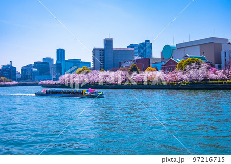 毛馬桜之宮公園の桜と大川 97216715