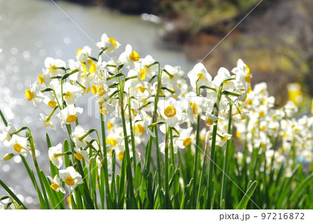 春の日差しを浴びて輝く水仙の花畑 97216872