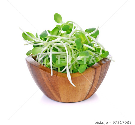 green young sunflower sprouts isolated on white background green young sunflower sprouts isolated on white background 97217035