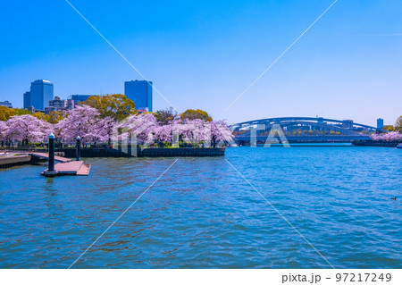 毛馬桜之宮公園の桜と大川 97217249