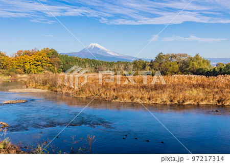 （静岡県）狩野川のカルガモ親子と富士山 97217314